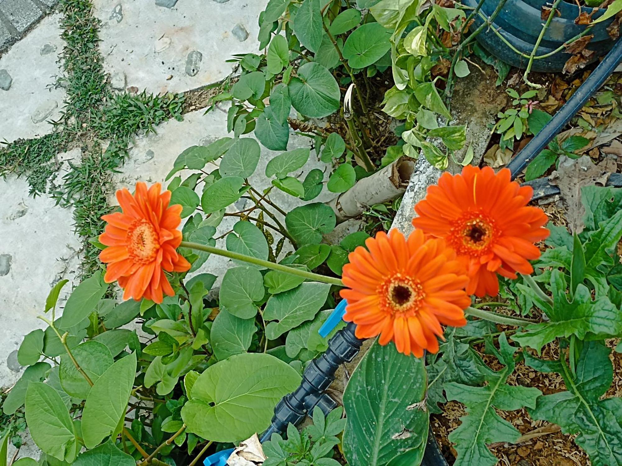 Hòa Bình Thao Ly Homestay Mai Chau מראה חיצוני תמונה